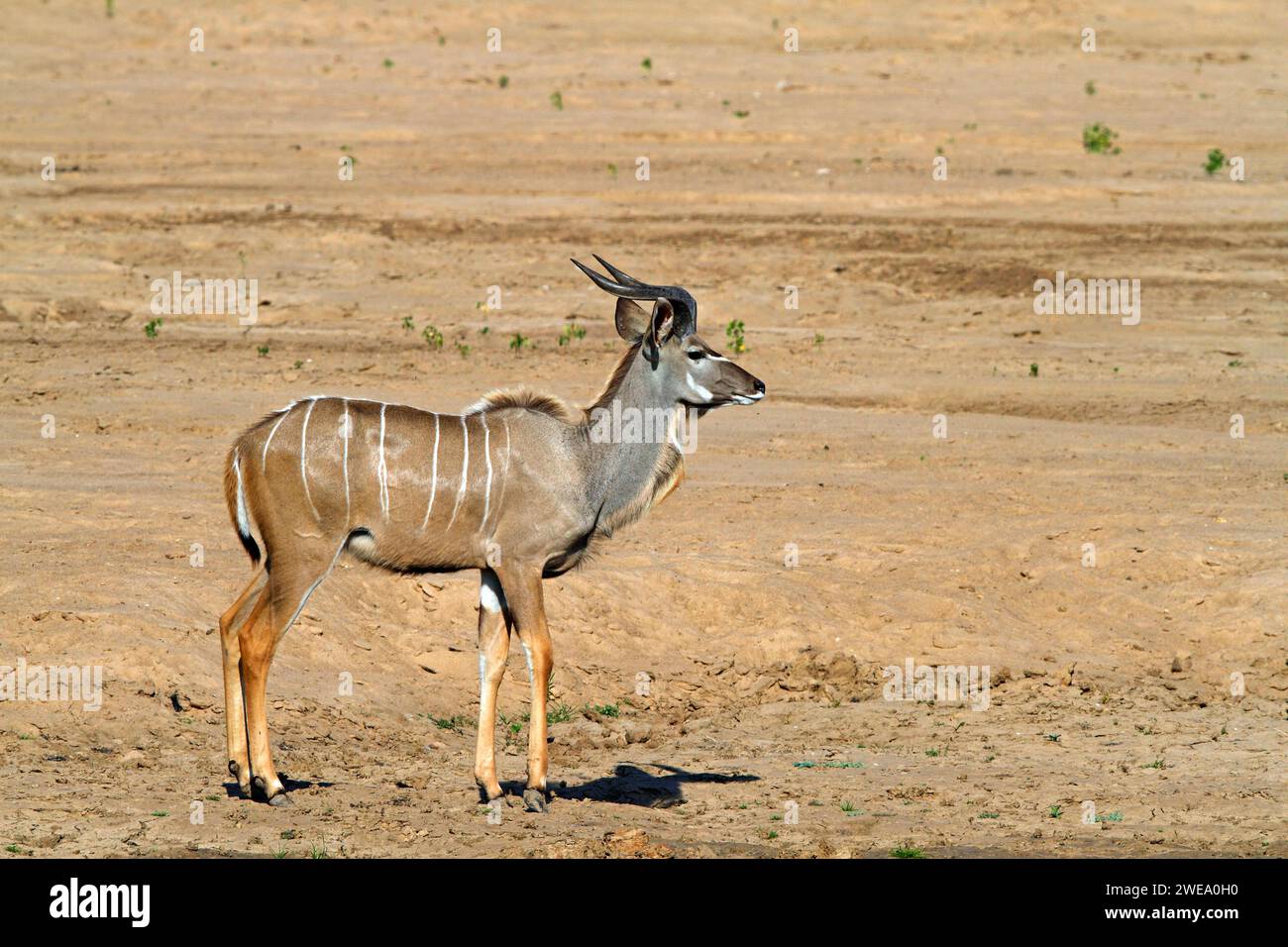 Sambesi-Großkudu (Strepsiceros zambesiensis), Afrika, Sambia, Zambia, Foto Stock