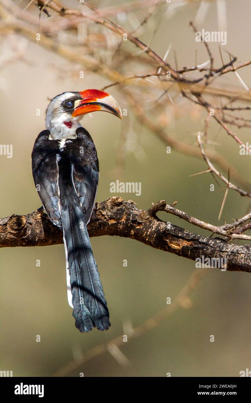 Rotschnabeltoko (Tockus erythrorhynchus), Afrika, Kenia, Foto Stock