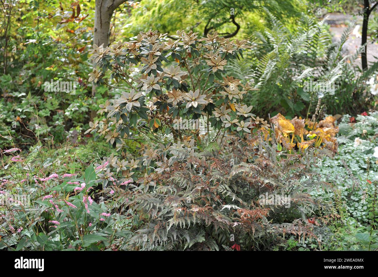 The Shadow Garden presso il Picton Garden presso l'Old Court Nurseries. Sfumature di grigio: Athyrium niponicum e Rhododendron Foto Stock