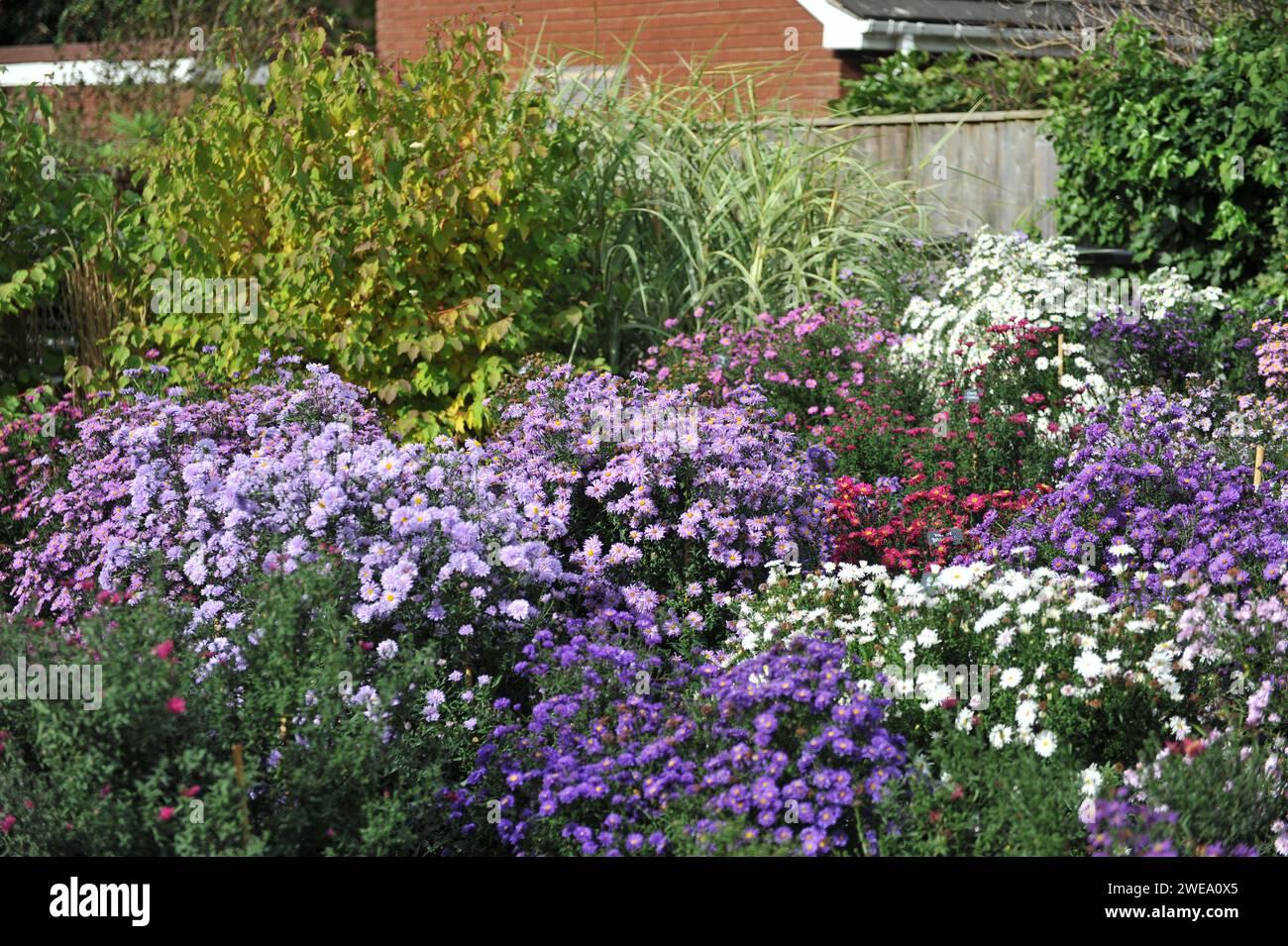 Il Picton Garden by the Old Court Nurseries, sede della National Plant Collection of Michaelmas Daisies (Symphyotrichum, Aster) Foto Stock