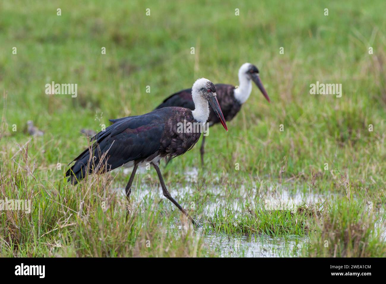 Abdimstörche (Ciconia abdimii) Foto Stock