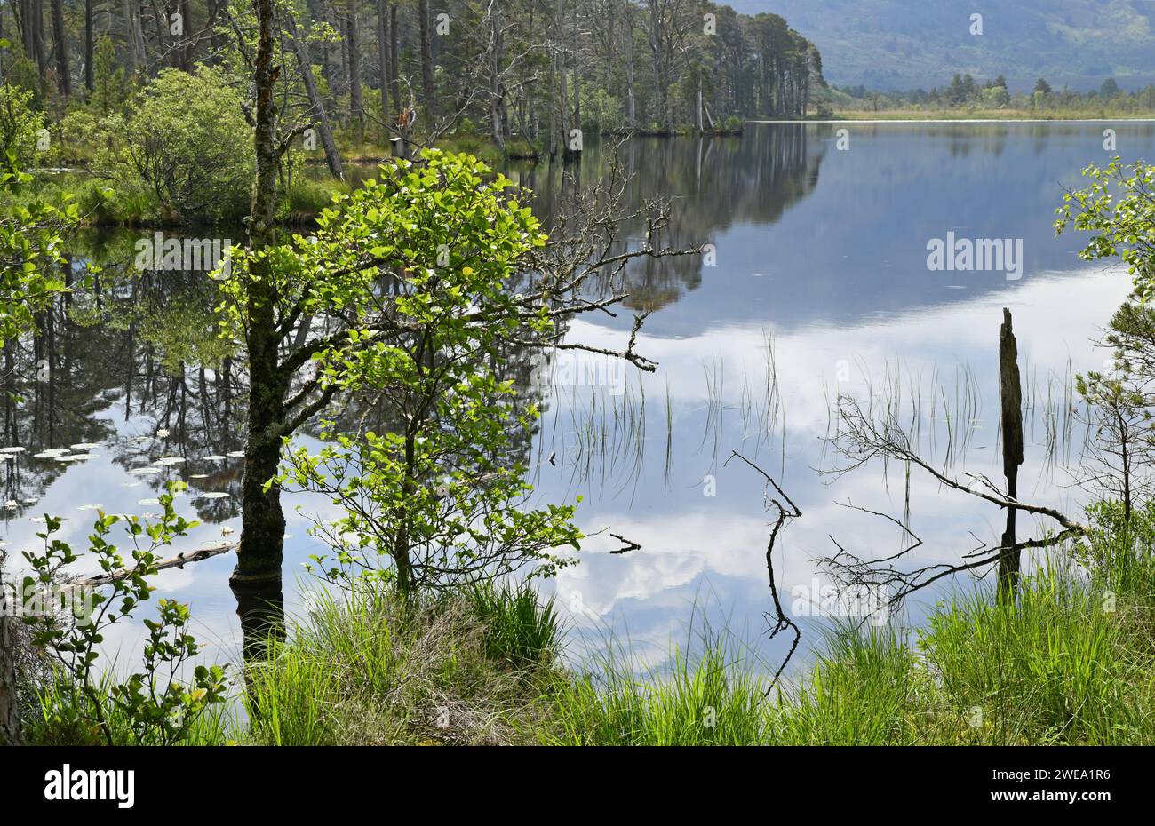 Loch Mallachie, uno dei laghi della foresta di Speyside nella foresta di Abernethy, Scozia Foto Stock