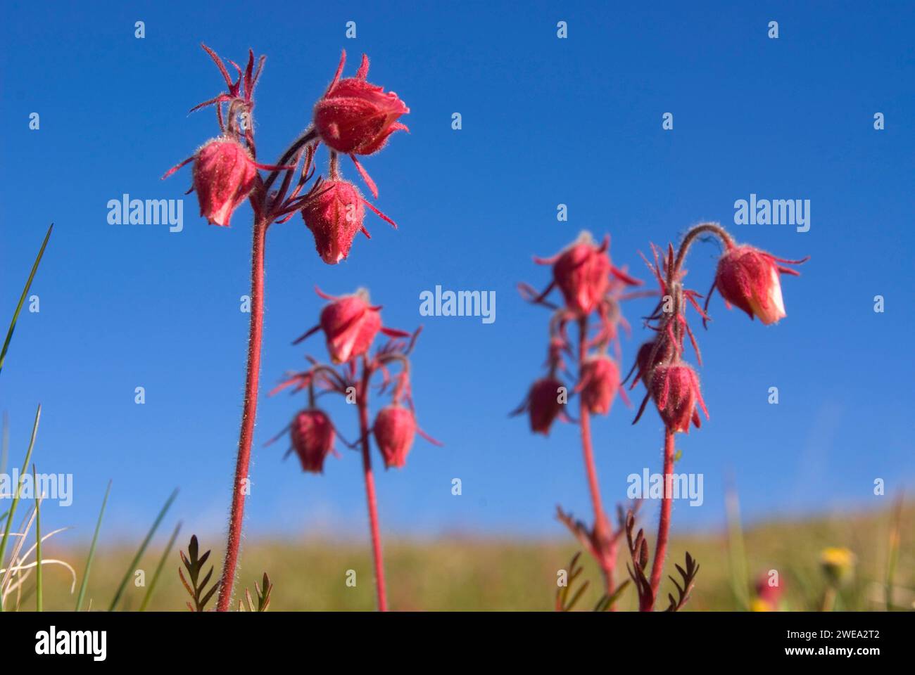 Prairie fumo sul Blue Mountain, il Parco Nazionale di Olympic, Washington Foto Stock