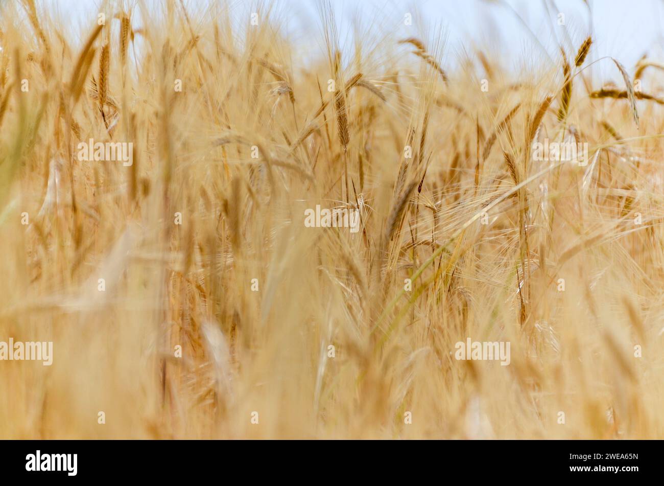 Vista ravvicinata del campo di grano dorato con orecchie mature di frumento che soffia al vento in Turchia Foto Stock