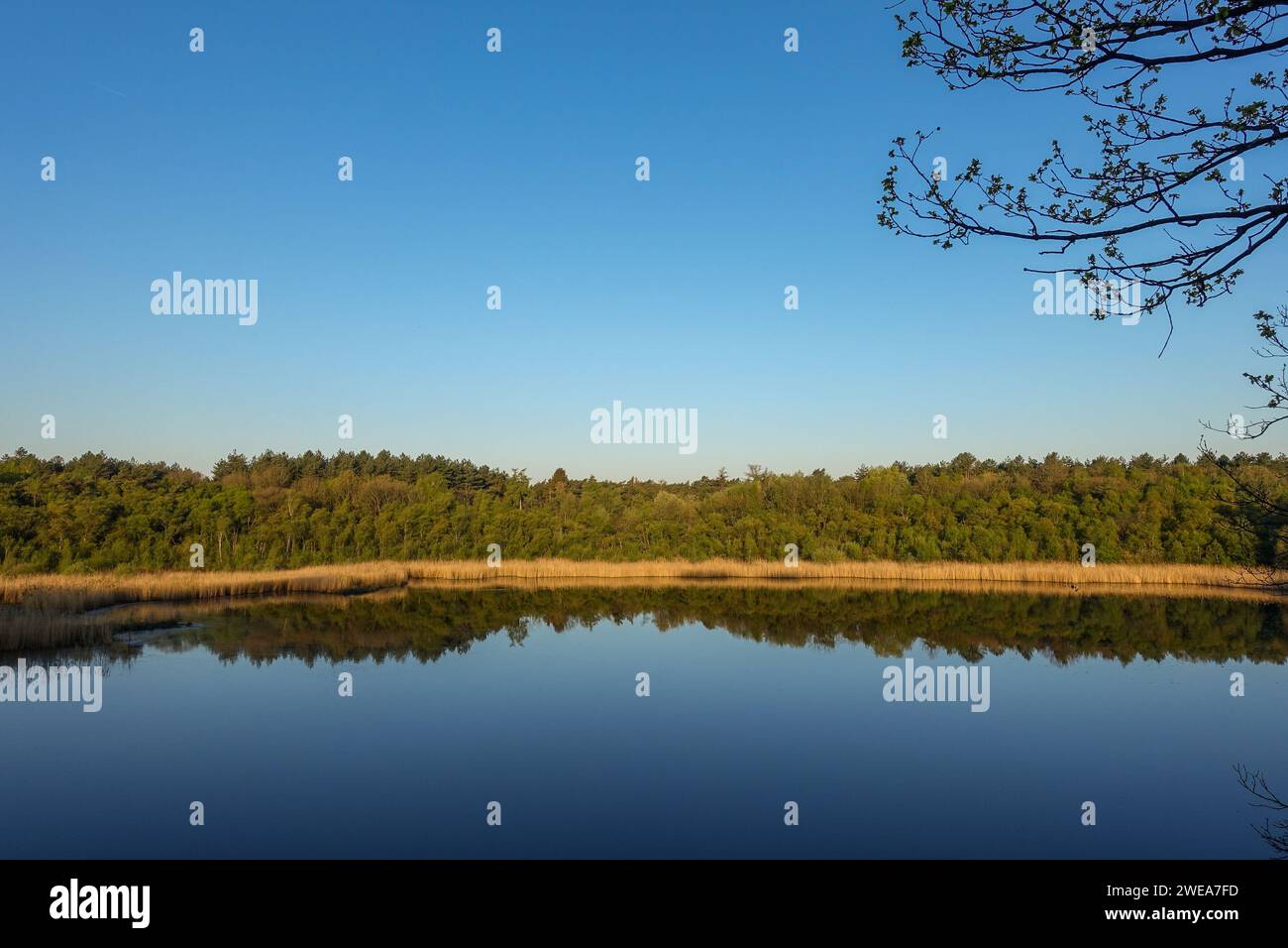 Tranquillo lago nel nord del Belgio a ore d'oro con cielo azzurro e alberi che si riflettono su acque calme, evocando pace e tranquillità Foto Stock