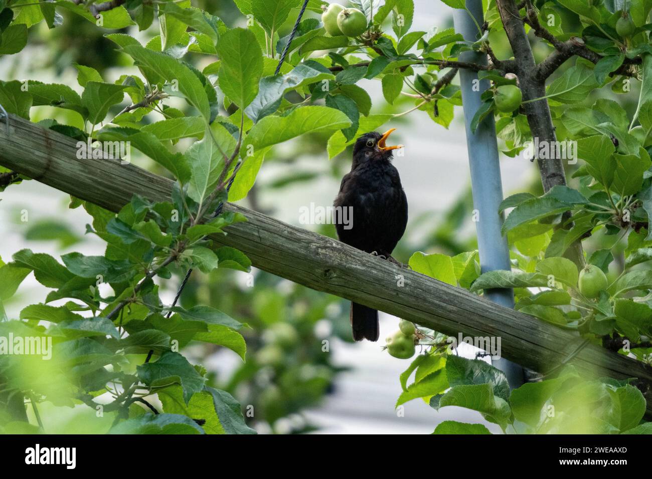 Blackbird seduto davanti agli alberi Foto Stock