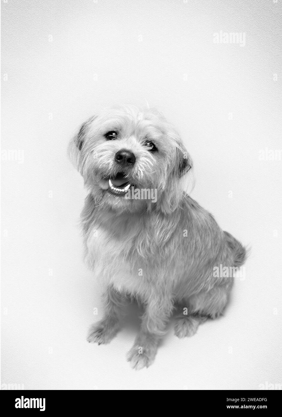 Un ritratto in bianco e nero di un cane dai capelli corti. Foto Stock
