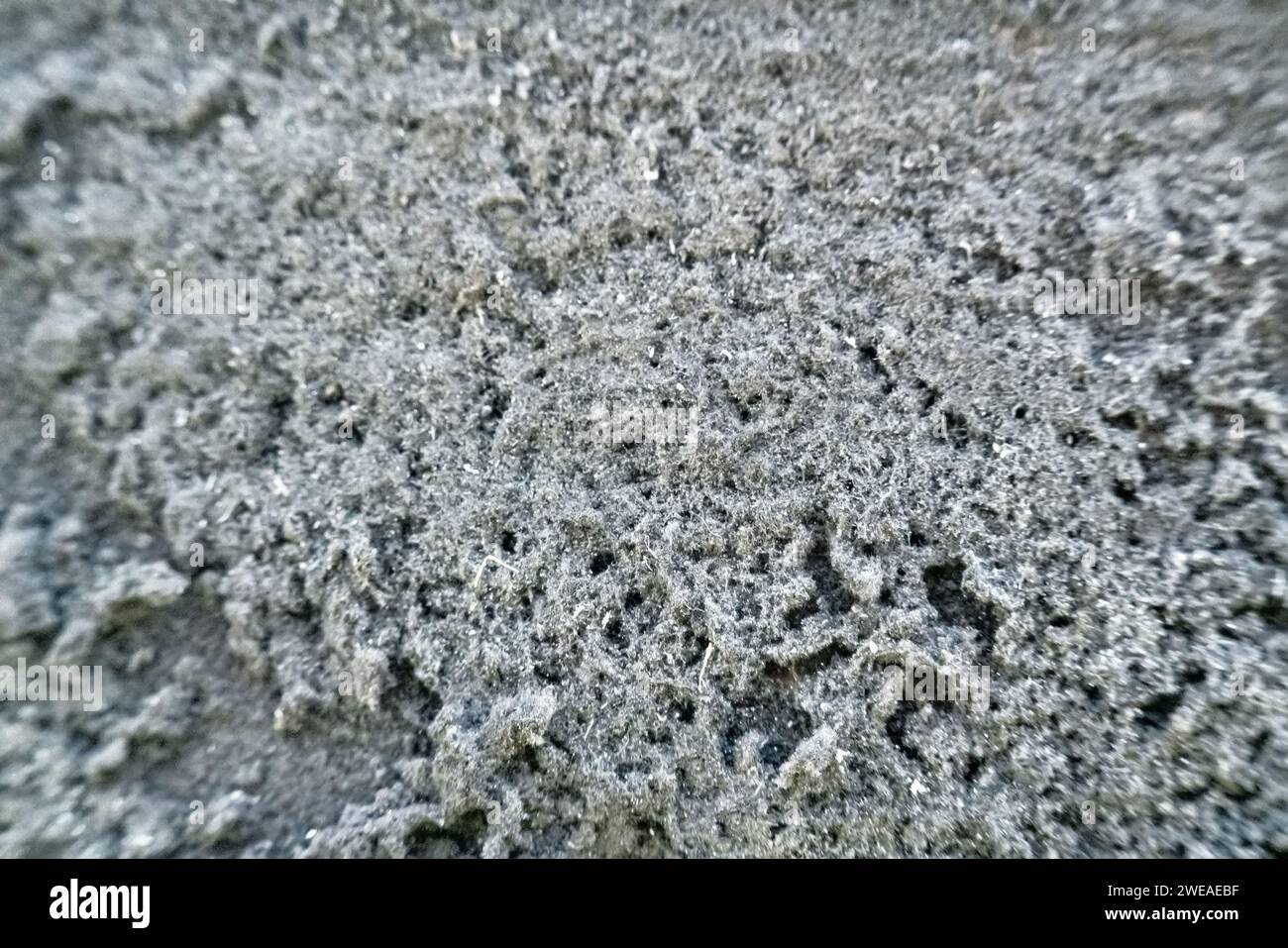 I funghi di muffa nera (forse Aspergillus niger) sono cresciuti su un asse di legno. Danni ai mobili. Sfondo stampo Foto Stock