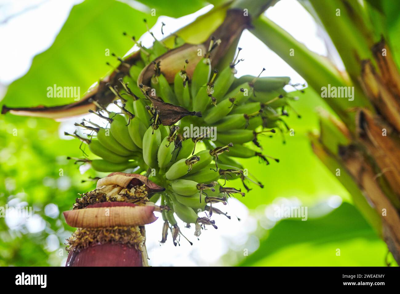 Banane non mature e Banana Heart on Tree Close-up Foto Stock