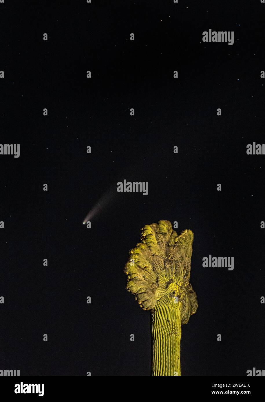 Saguaro crestato sotto la Comet NEOWISE, Scottsdale, Arizona Foto Stock