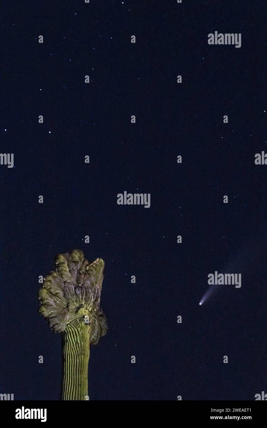 Saguaro crestato sotto la Comet NEOWISE, Scottsdale, Arizona Foto Stock