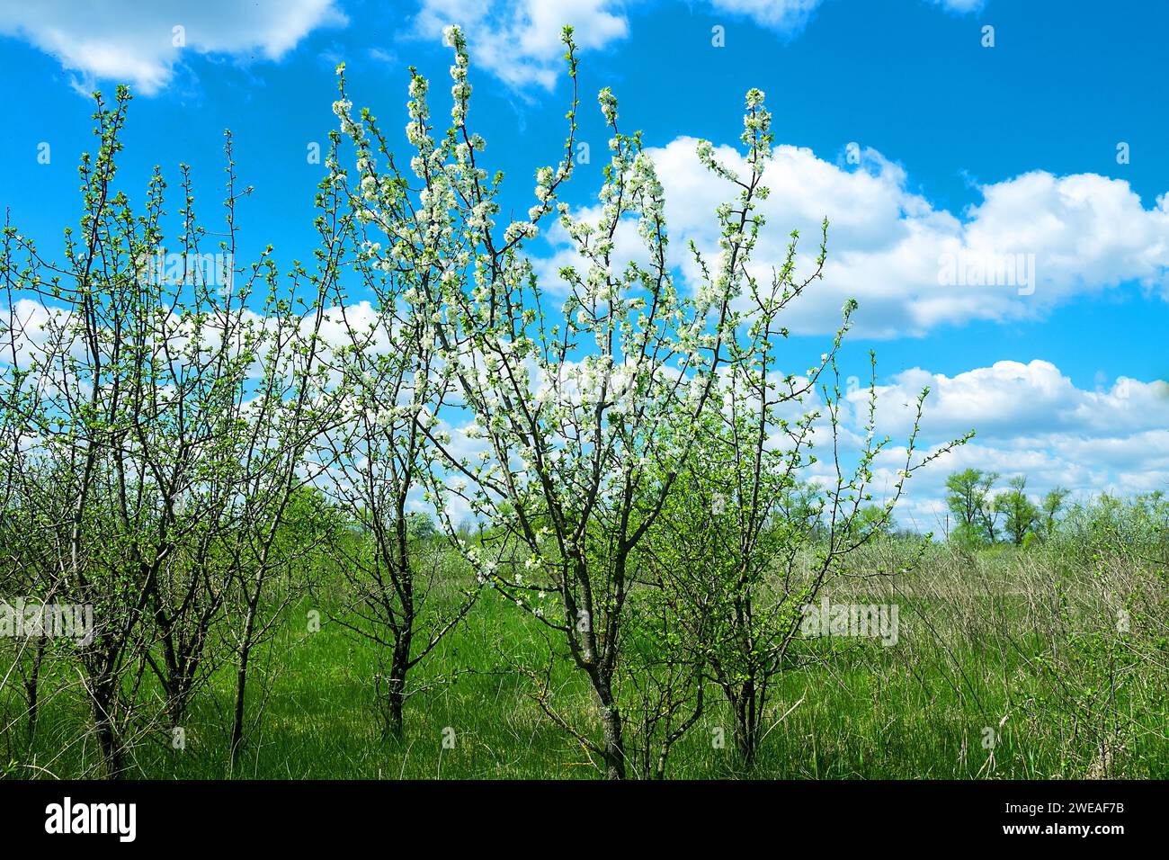 Mela selvatica europea (Malus sylvestris) e ciliegia frutescente selvatica. Appezzamento di foresta-steppa, fioritura di alberi da frutto selvatici. Tipo di biocenosi vicino al natur Foto Stock