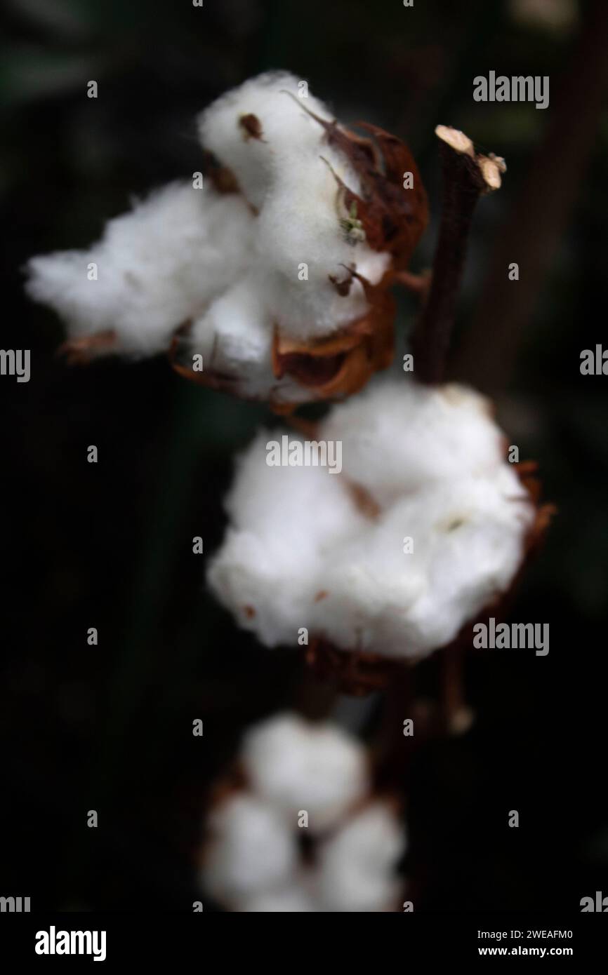 La morbida e soffice fibra di cotone su una pianta di cotone, Gossypium, Oxford Botanic Garden, uno dei più antichi giardini scientifici del mondo Oxford Inghilterra Regno Unito Foto Stock