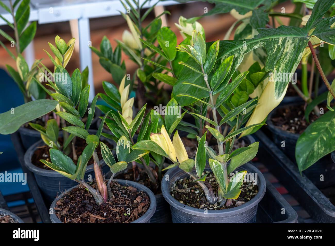 Zamioculcas variegava pianta di eternità o palma smeraldo. E' una pianta tropicale usata anche come pianta di casa Foto Stock