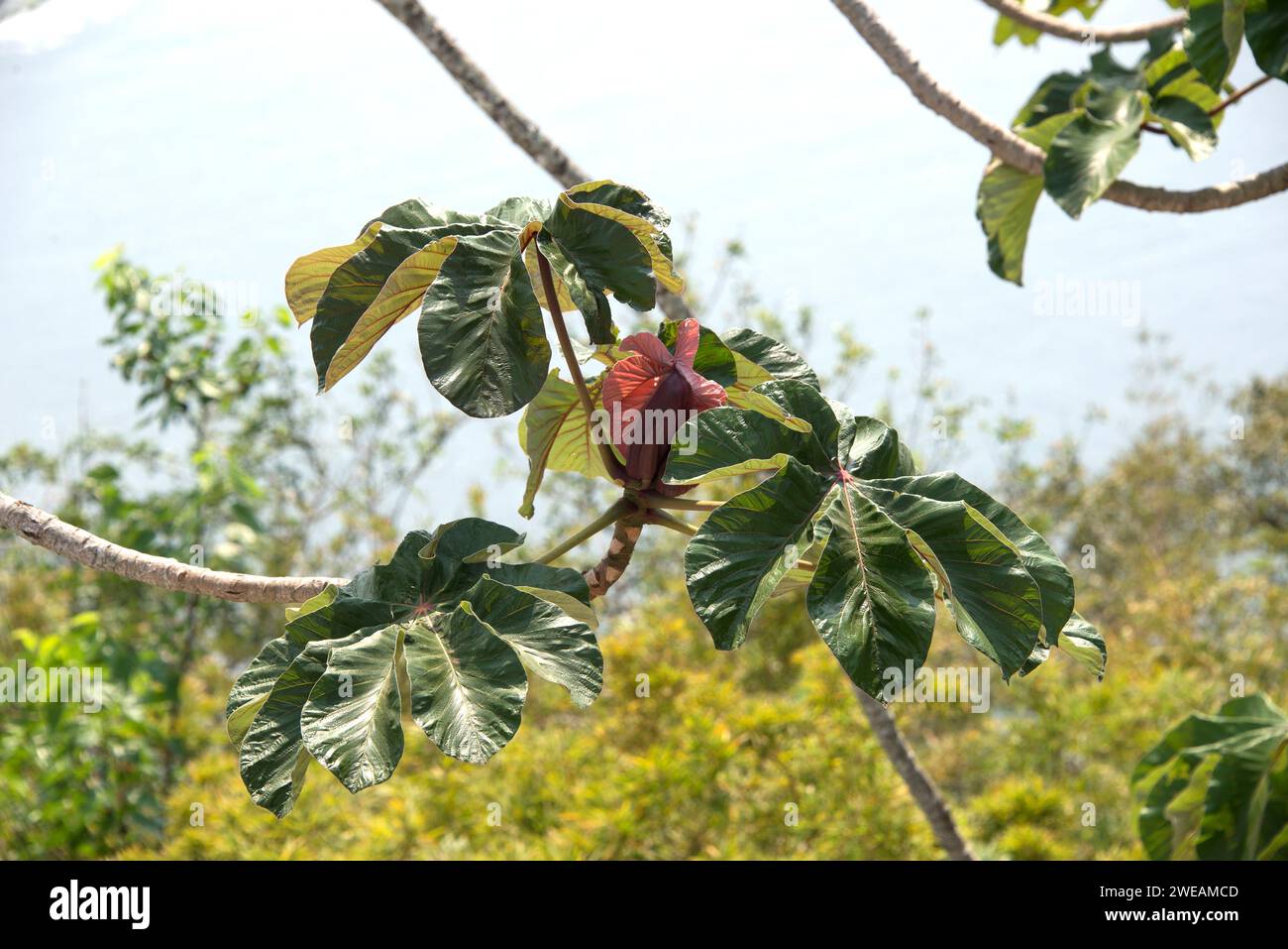 Snakewood (Cecropia peltata) è un albero invasivo sempreverde originario delle Americhe tropicali. Questa foto è stata scattata vicino a Paraty, in Brasile. Palmate lascia il detai Foto Stock