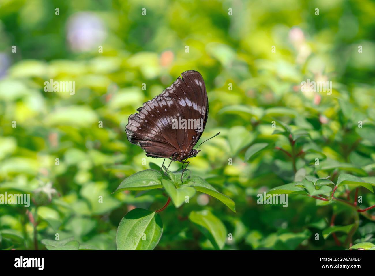 Bellissima farfalla di primavera in volo e verde nella foresta, armonia della natura Foto Stock