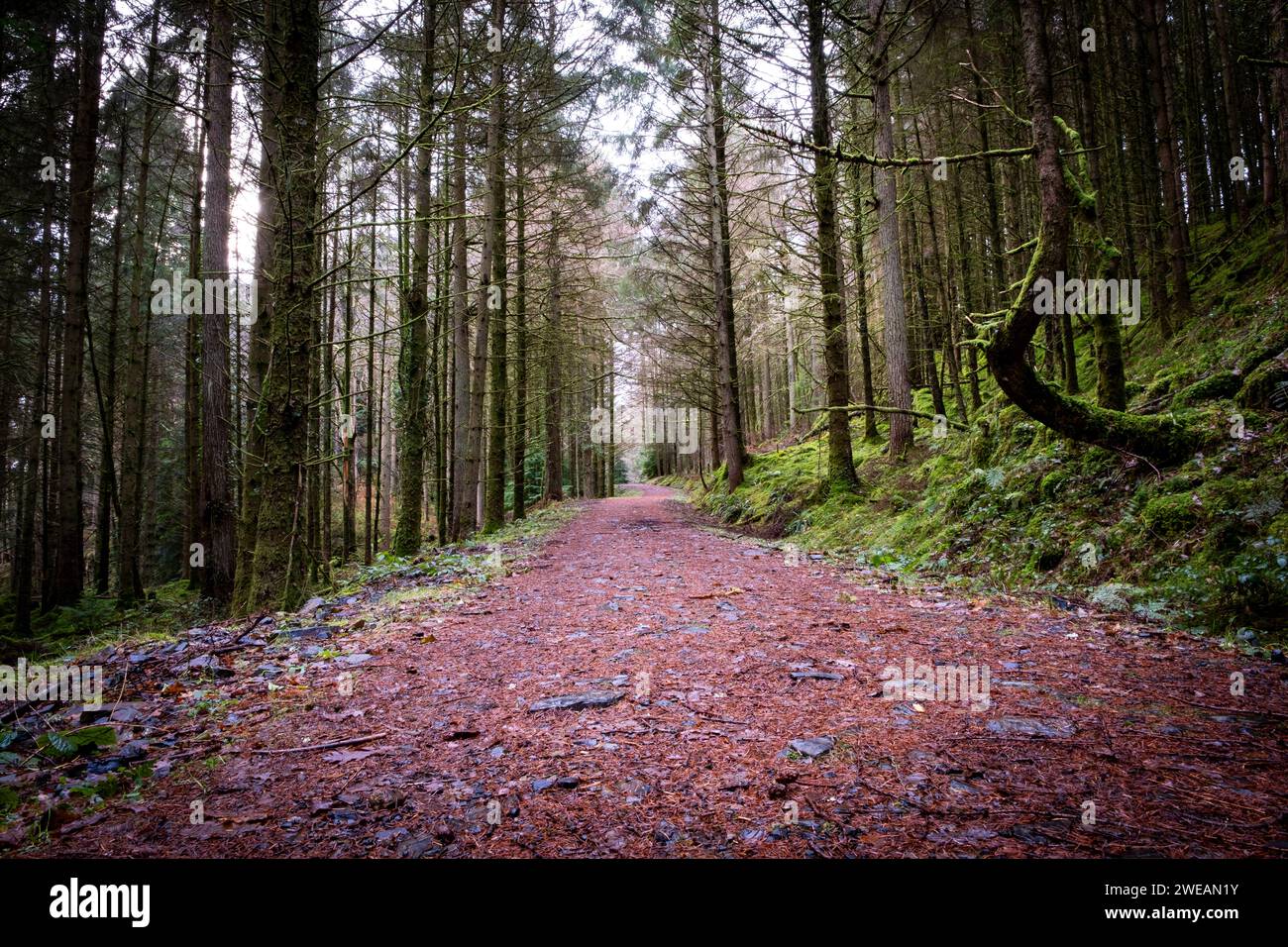 Gwydir Forest Park, Betws-Y-Coed, Snowdonia National Park Conwy, Wale Foto Stock