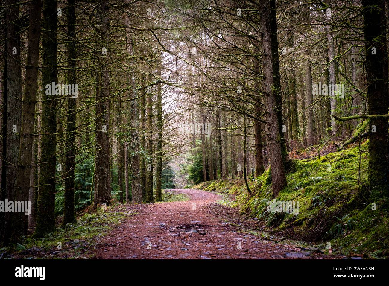 Gwydir Forest Park, Betws-Y-Coed, Snowdonia National Park Conwy, Wale Foto Stock