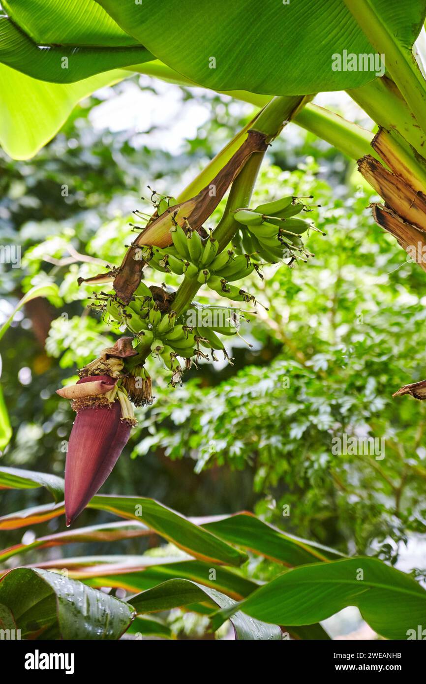 Ciclo di vita banana Tree, foglie verdi e Fiore viola, vista a livello degli occhi Foto Stock