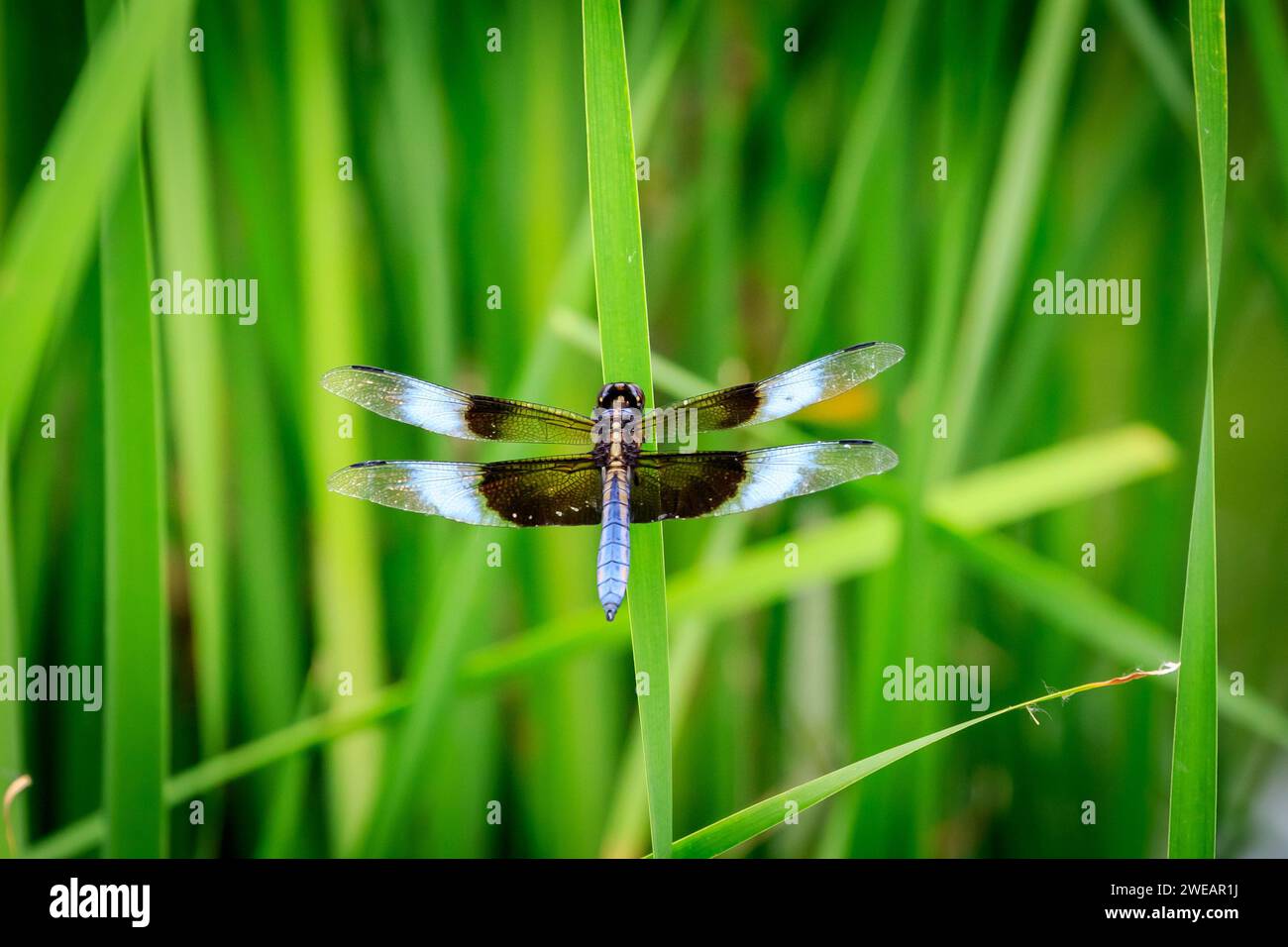 Male Widow Skimmer (Libellula luctuosa) vicino a uno stagno di quartiere Foto Stock