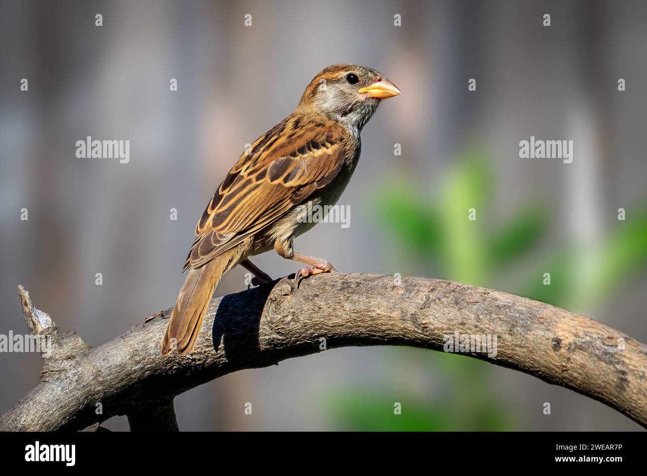 Passero domestico femminile (Passer domesticus) appollaiato su un ramo. Foto Stock