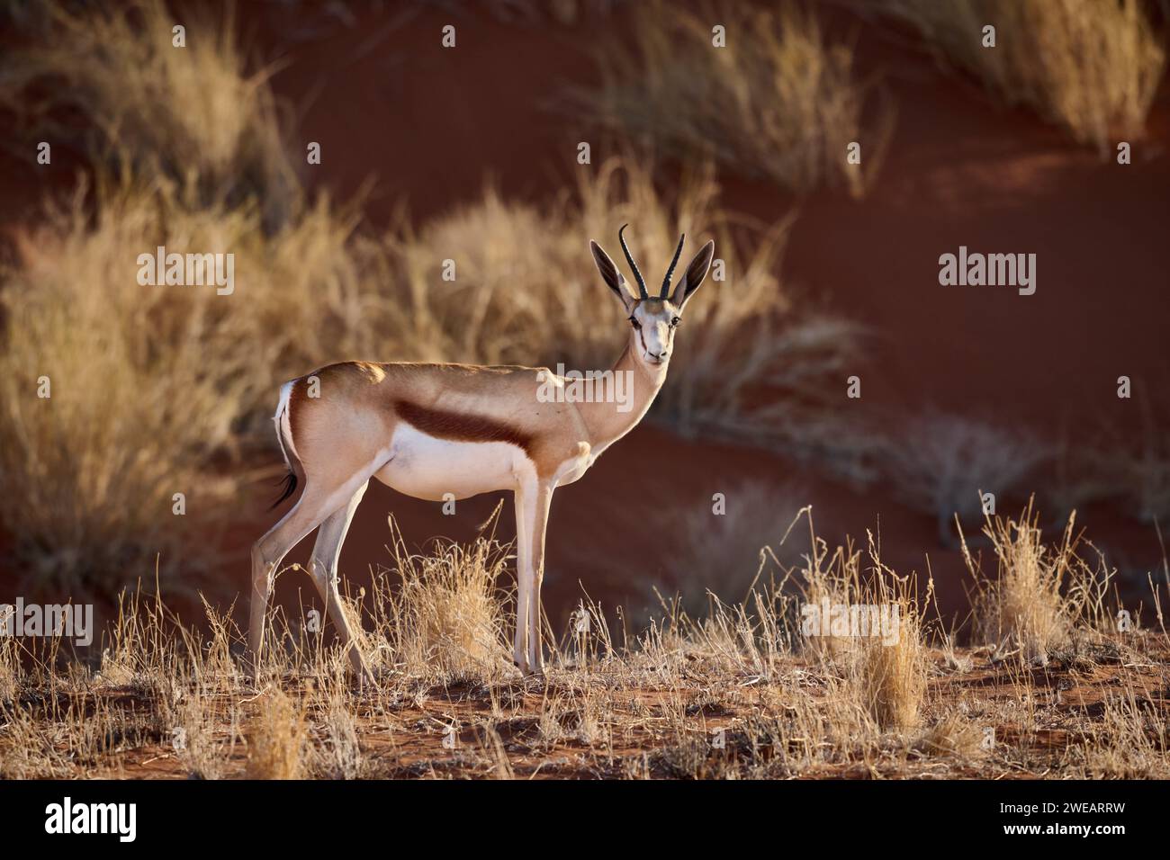 Springbok o springbuck (Antidorcas marsupialis) nel deserto del Namib, Namibia, Africa Foto Stock