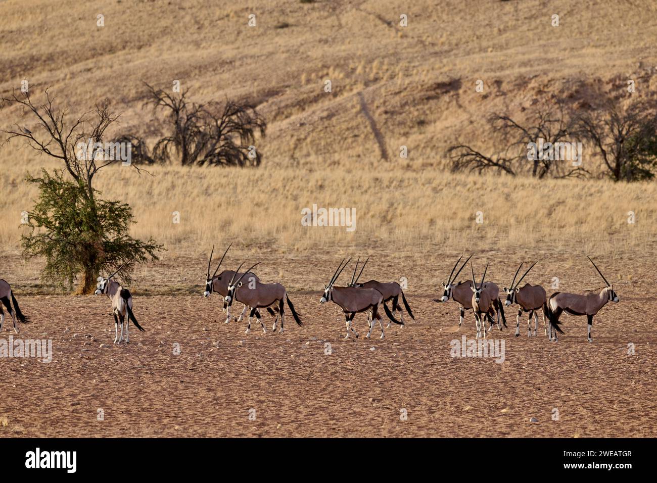 Enorme mandria di antilopi Oryx (Oryx) migrante nel Namib-Naukluft-Park, Namibia, Africa Foto Stock