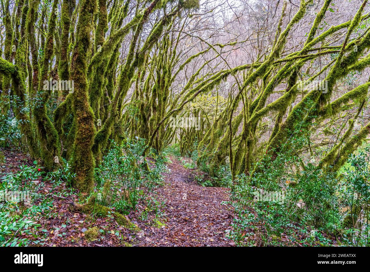 La foresta degli alberi di muschio (Farfa, Italia) Foto Stock