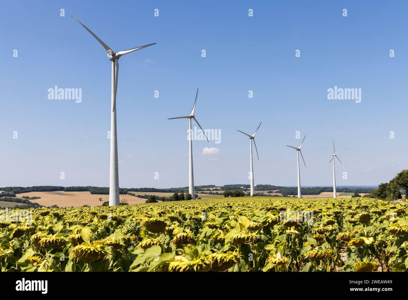 Turbine eoliche e colture di girasole, Bouhy, Francia Foto Stock