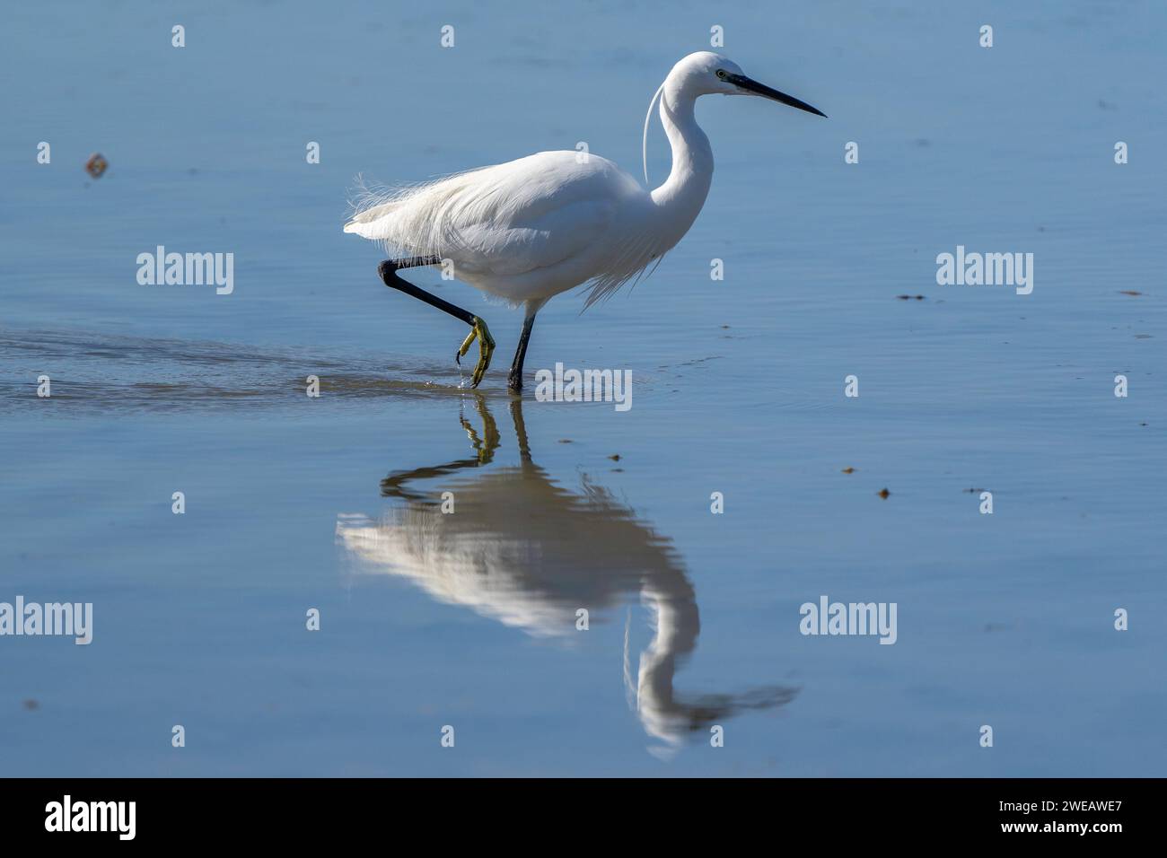 Grande Egret (Ardea Alba) nel parco naturale del Delta dell'Ebro (Spagna) Foto Stock