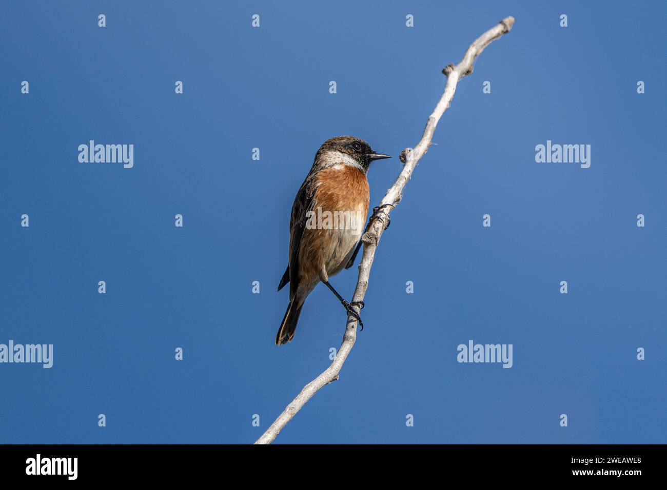 Pietra africana (Saxicola Torquatus) nel parco naturale del Delta dell'Ebro (Spagna) Foto Stock