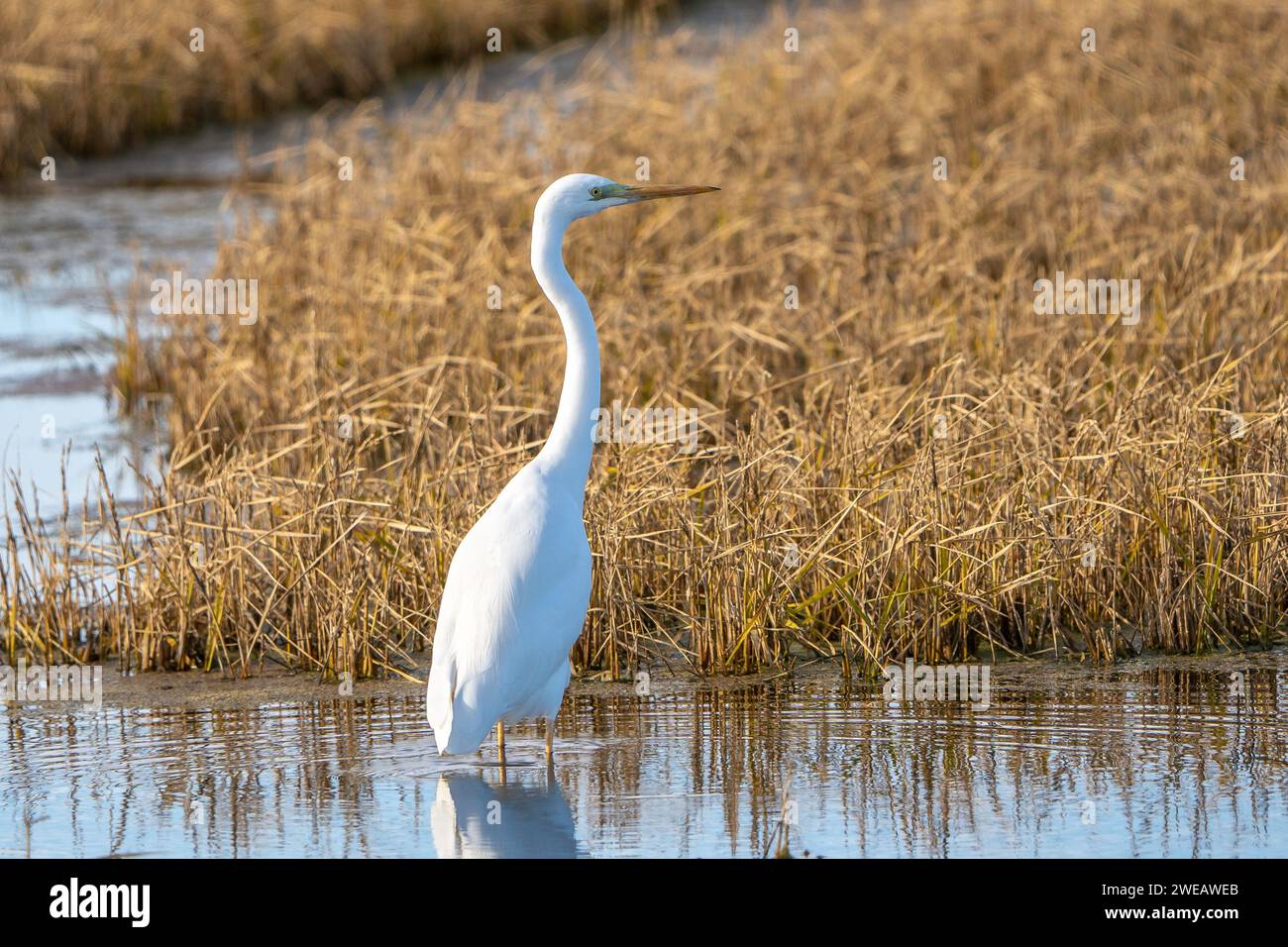Grande Egret (Ardea Alba) nel parco naturale del Delta dell'Ebro (Spagna) Foto Stock