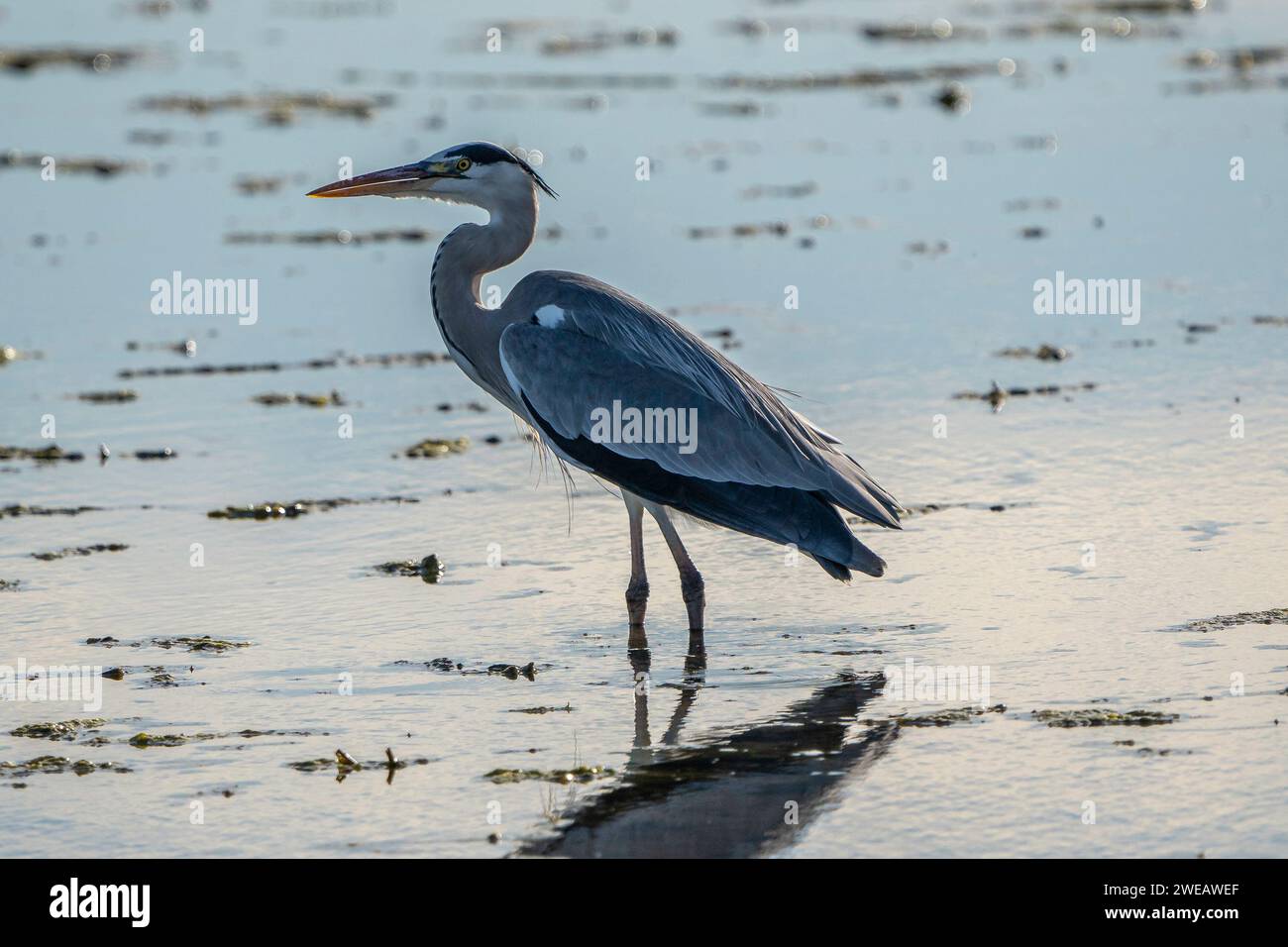 Heron grigio (Ardea cinerea) nel parco naturale del Delta dell'Ebro (Spagna) Foto Stock