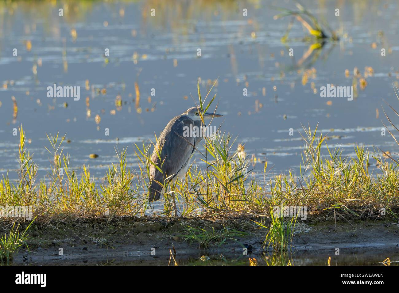Heron grigio (Ardea cinerea) nel parco naturale del Delta dell'Ebro (Spagna) Foto Stock