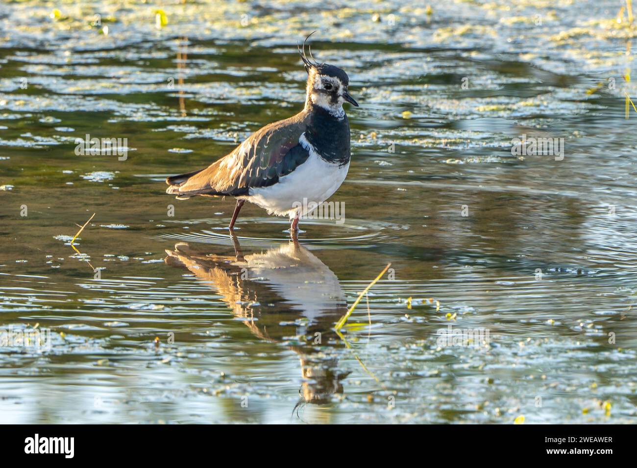 Lapwing settentrionale (Vanellus vanellus) Parco naturale del Delta dell'Ebro (Spagna) Foto Stock