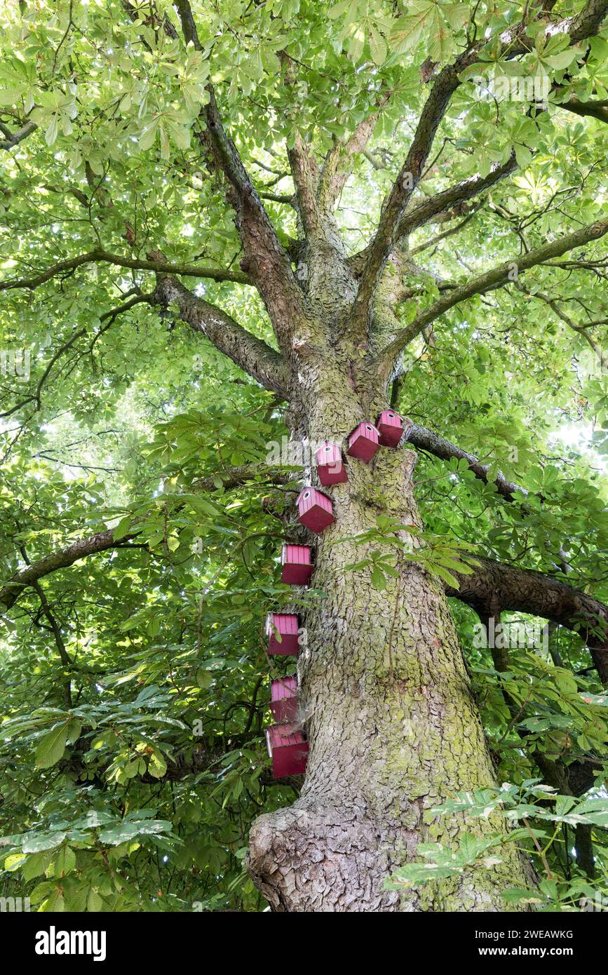 Nidi su alberi, Binche, Belgio Foto Stock