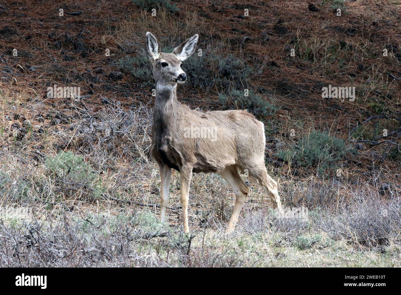 mulo nel parco nazionale di montagna rocciosa Foto Stock