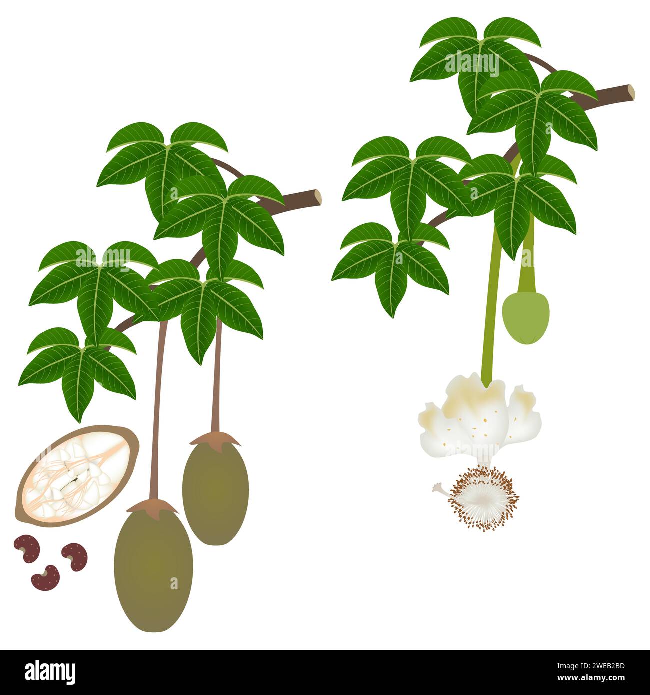 Rami con fiori e frutti di baobab con semi su sfondo bianco. Illustrazione Vettoriale