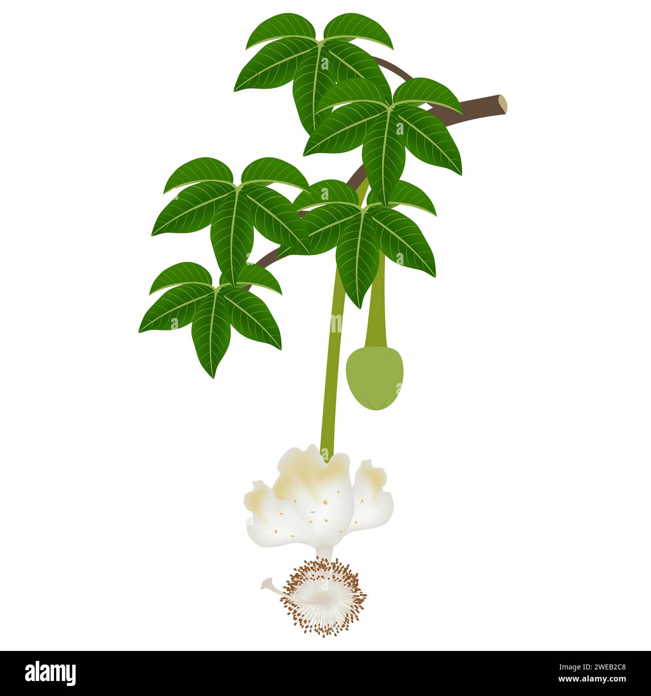 Fiore di Baobab su un ramo con foglie su sfondo bianco. Illustrazione Vettoriale