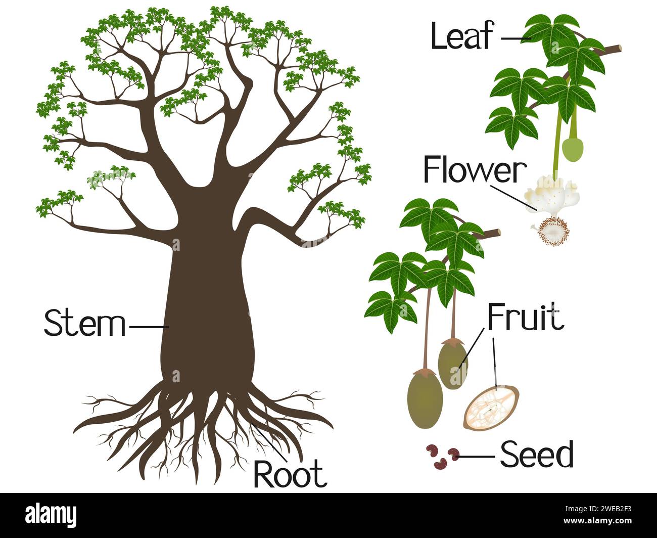 Parti di baobab isolate su sfondo bianco. Illustrazione Vettoriale
