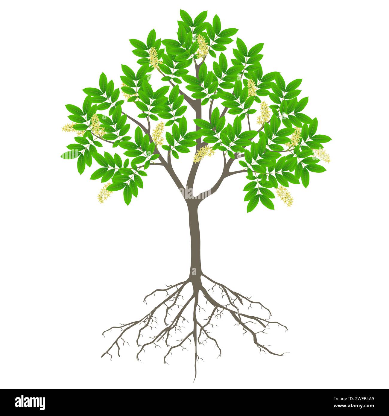 Albero di ackee fiorito con radici su sfondo bianco. Illustrazione Vettoriale