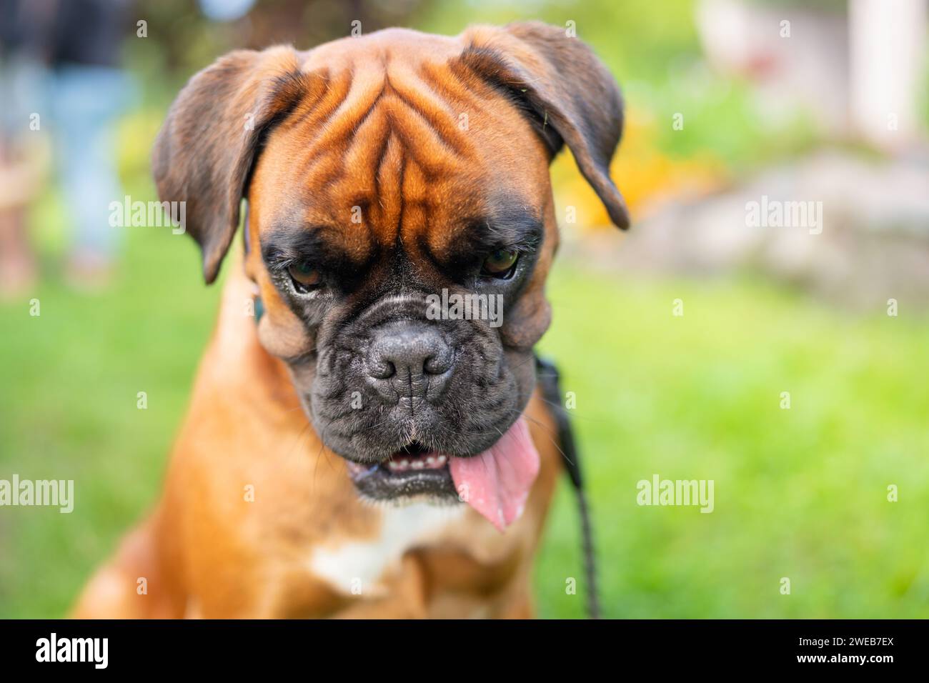 Ritratto del cane pugile. Giovane Boxer Dog seduto in giardino. Foto Stock