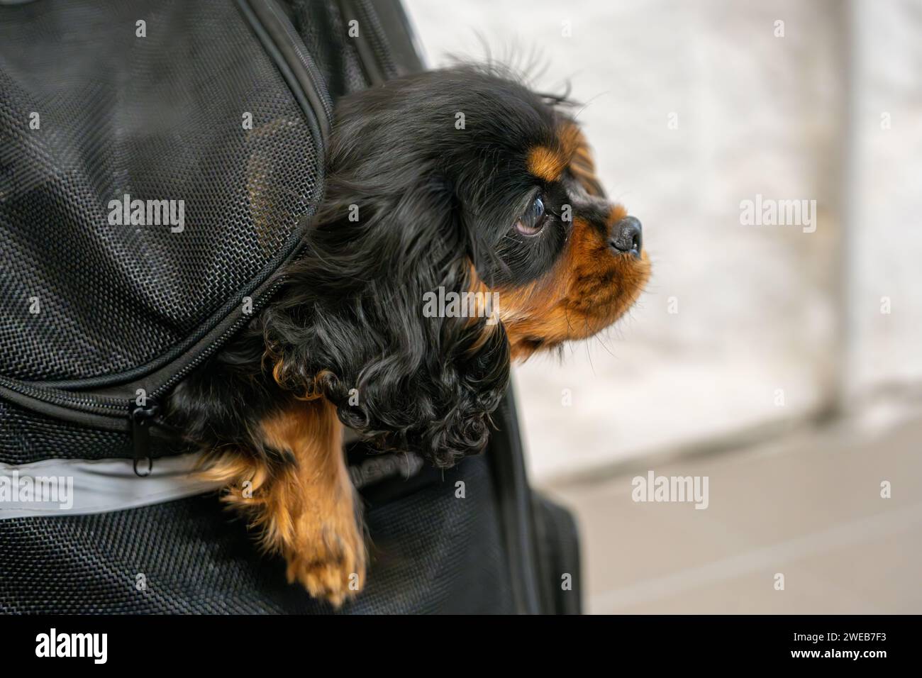 Cavalier King Charles Spaniel cucciolo nero e abbronzato in un portabagagli da viaggio. Messa a fuoco morbida. Messa a fuoco selettiva. Foto Stock