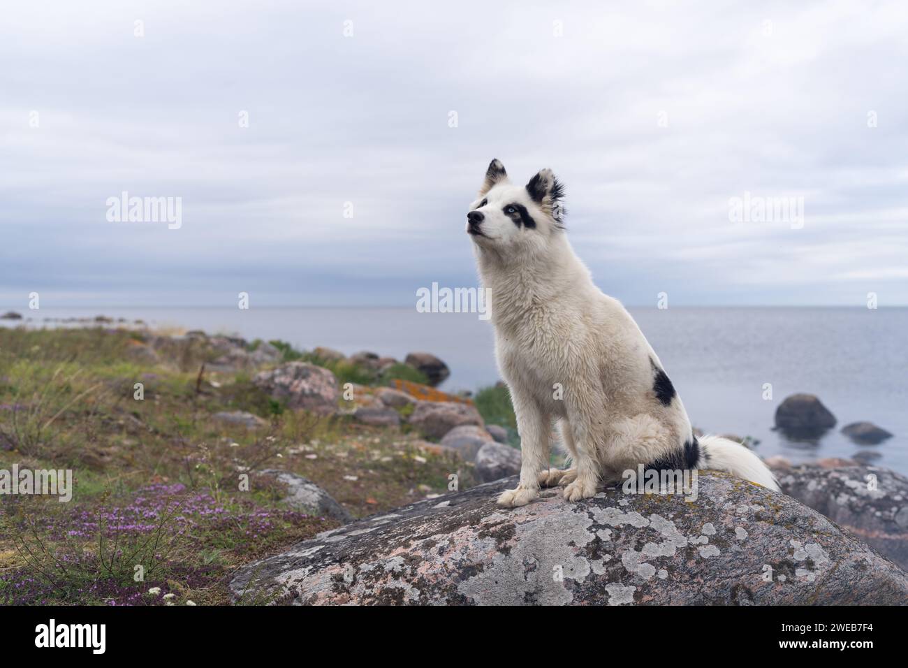 Il bianco e nero Yakutian Laika si trova sulla riva del mare. Foto Stock
