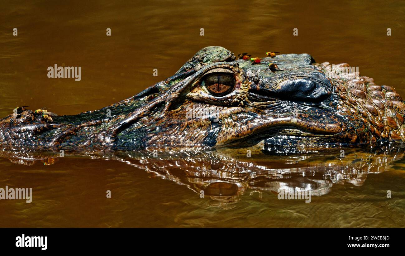 Un caimano in agguato ai margini del fiume nella foresta pluviale amazzonica, la sua testa e il muso ricoperti di mosche colorate, la riserva di Cuyabeno nella regione amazzonica Foto Stock