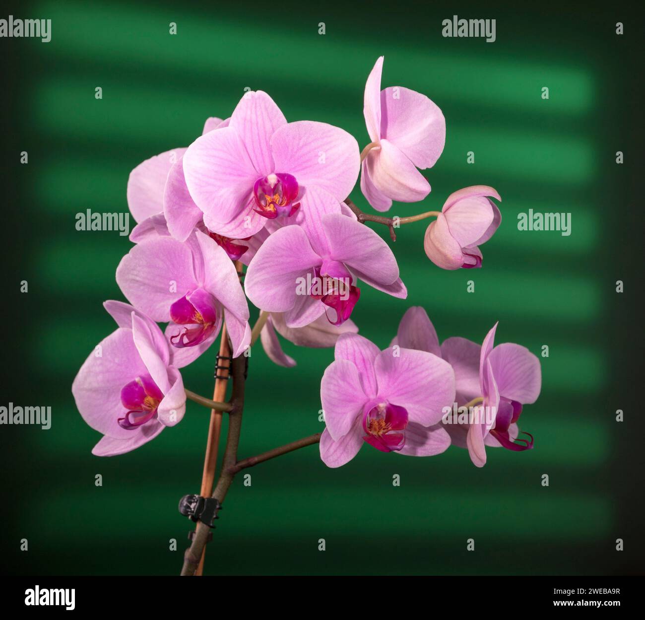 Pink Phalaenopsis Moth Orchid Foto Stock