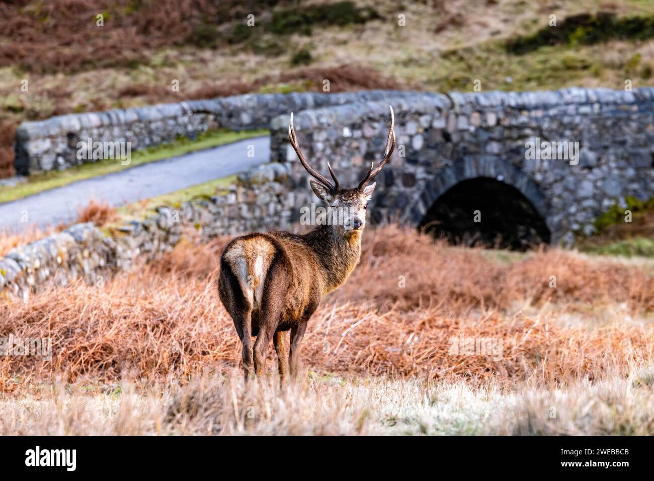 Red Deer sull'Isola del Giura Foto Stock