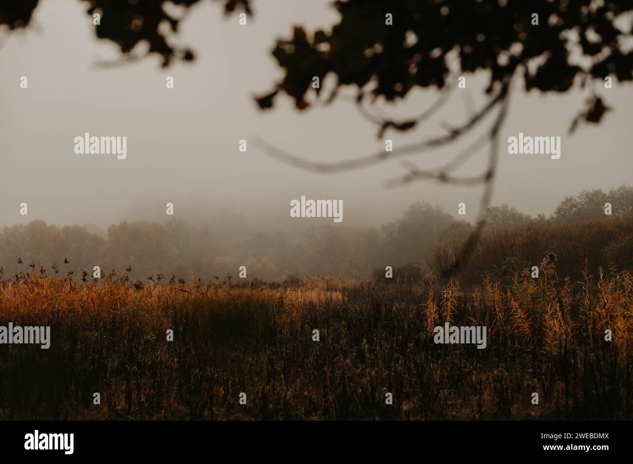 Colori in una mattinata Moody, sapientemente modificati per un impatto emotivo Foto Stock