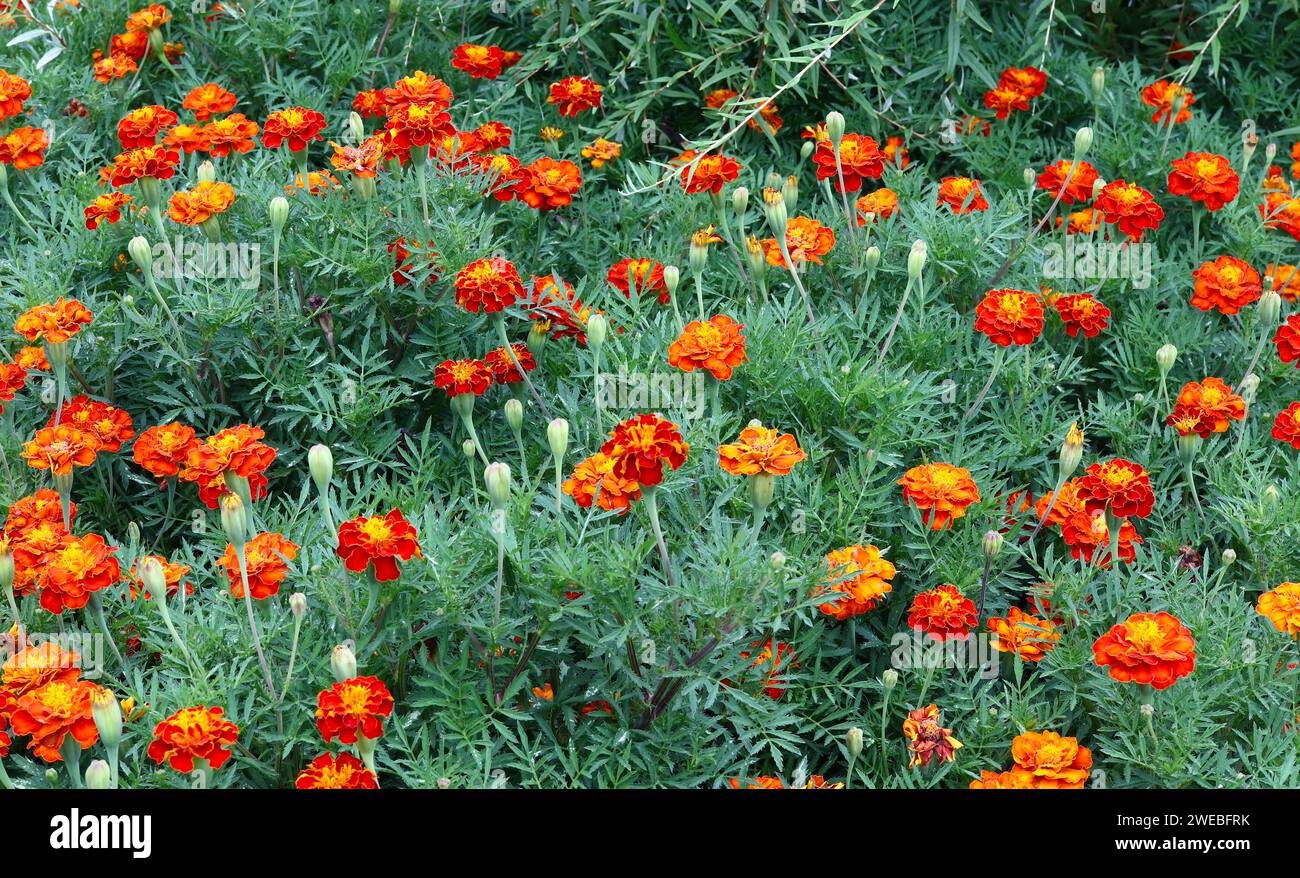 Letto di vivaci arancio Marigoldi Foto Stock