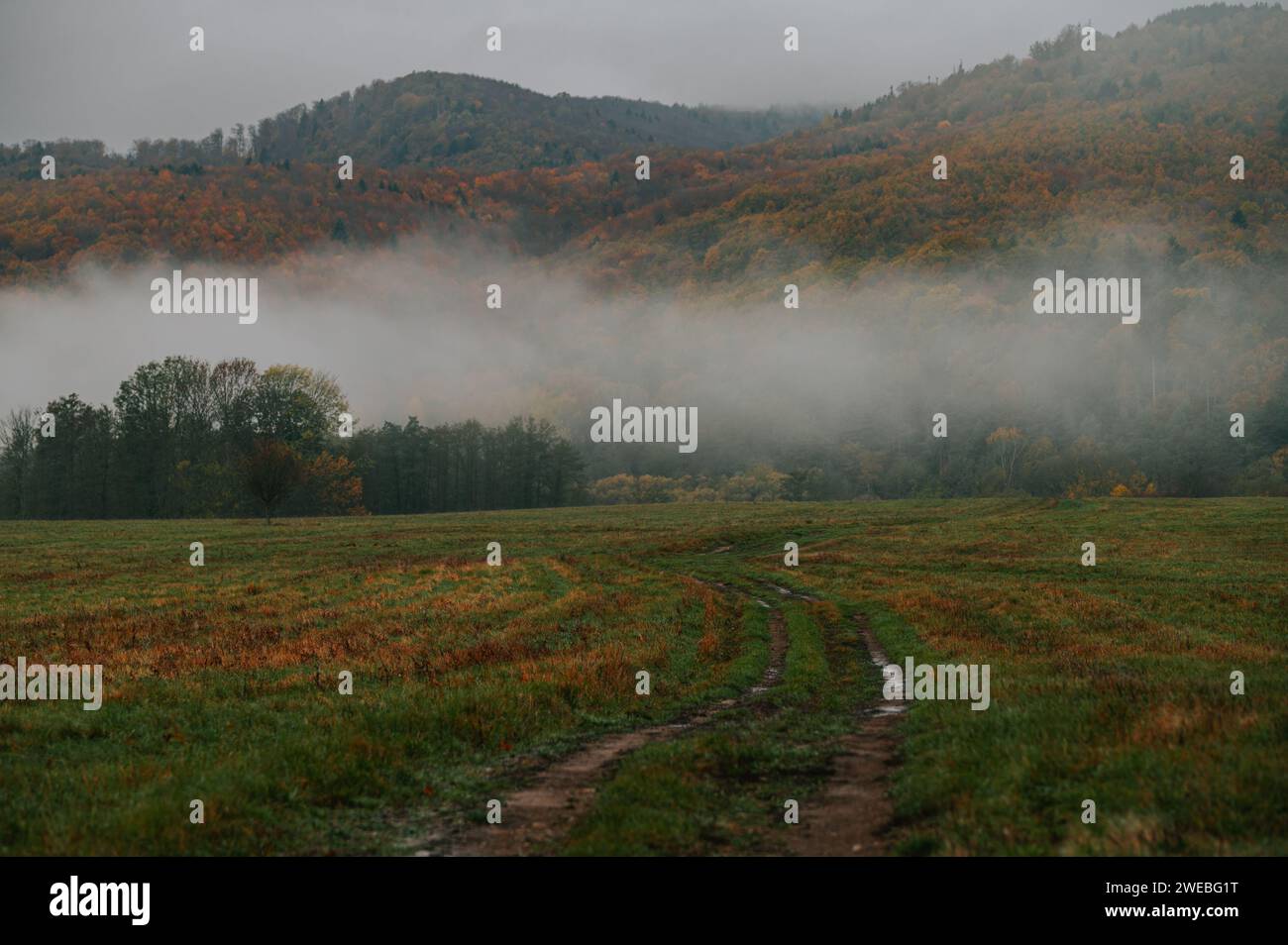 Eleganza piangente: La bellezza pensiva di una mattinata d'autunno avvolta dalla nebbia Foto Stock
